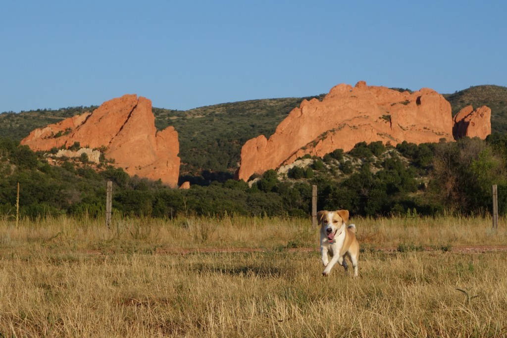 Dog off leash at Garden of the Gods