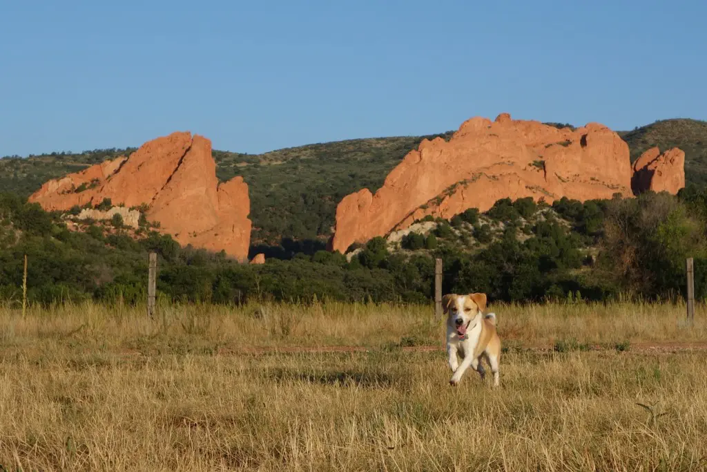 Dog off leash at Garden of the Gods
