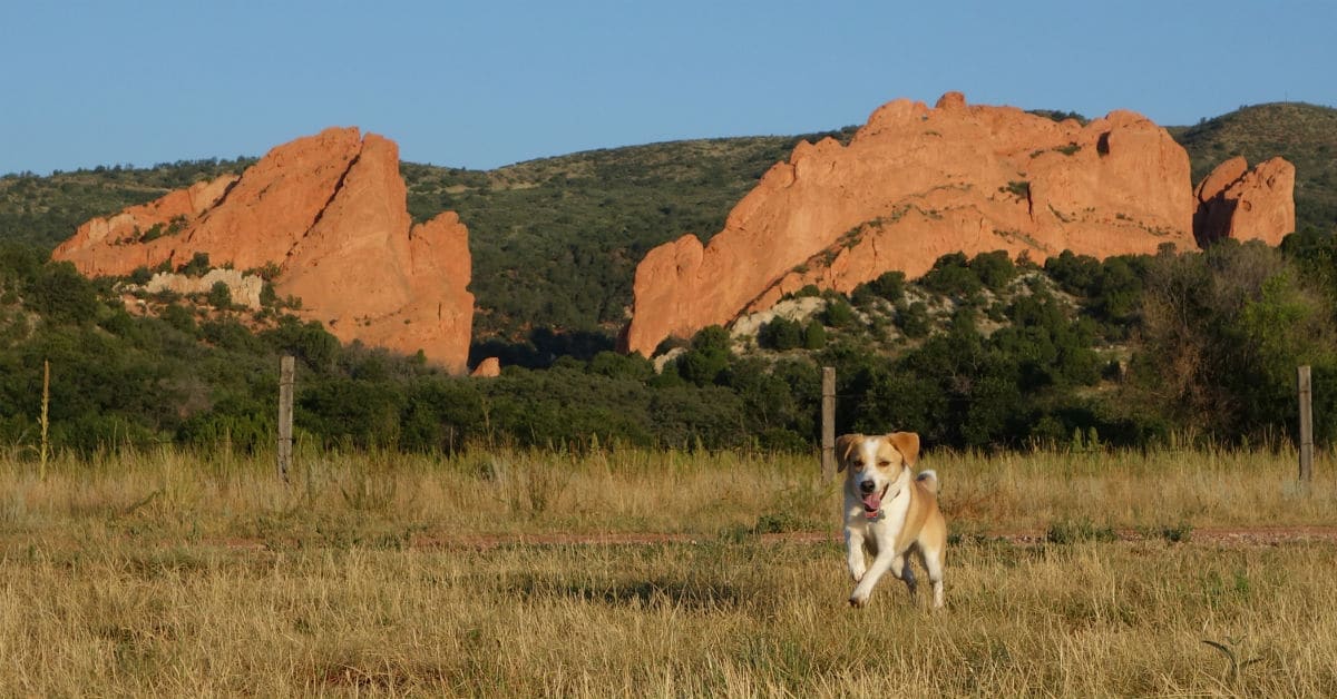 Garden of the Gods Dog Policy - Garden of the Gods Colorado