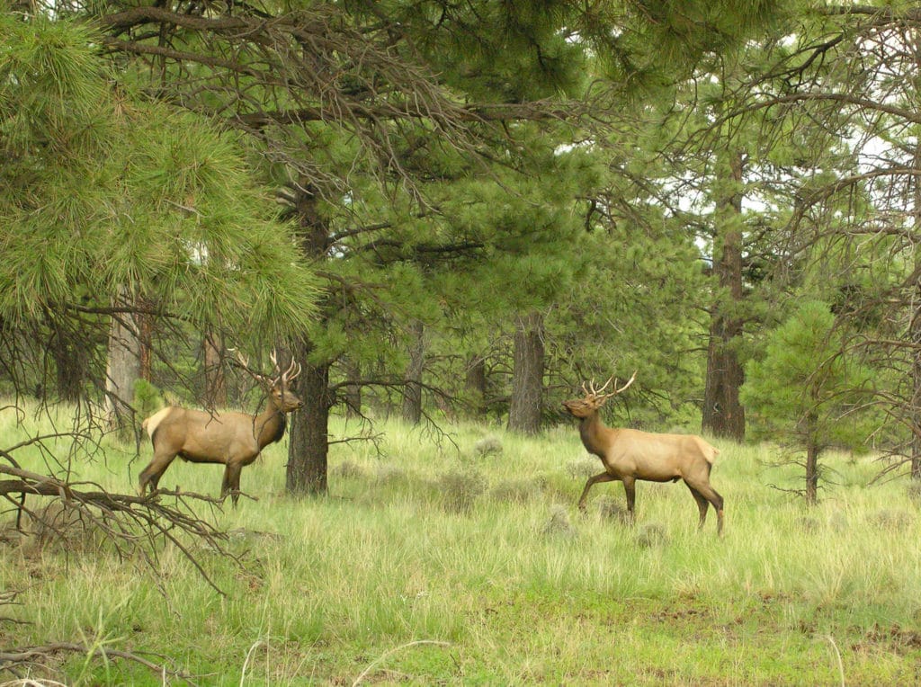 Cheyenne Mountain Elk