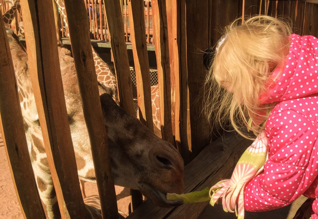 cheyenne mountain zoo feeding giraffe