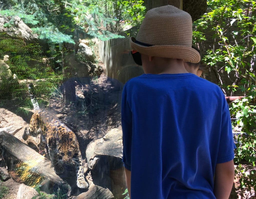 cheyenne mountain zoo leopard