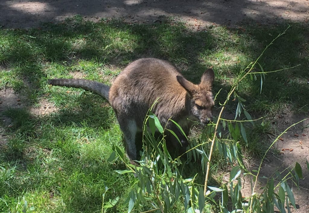 cheyenne mountain zoo wallaby