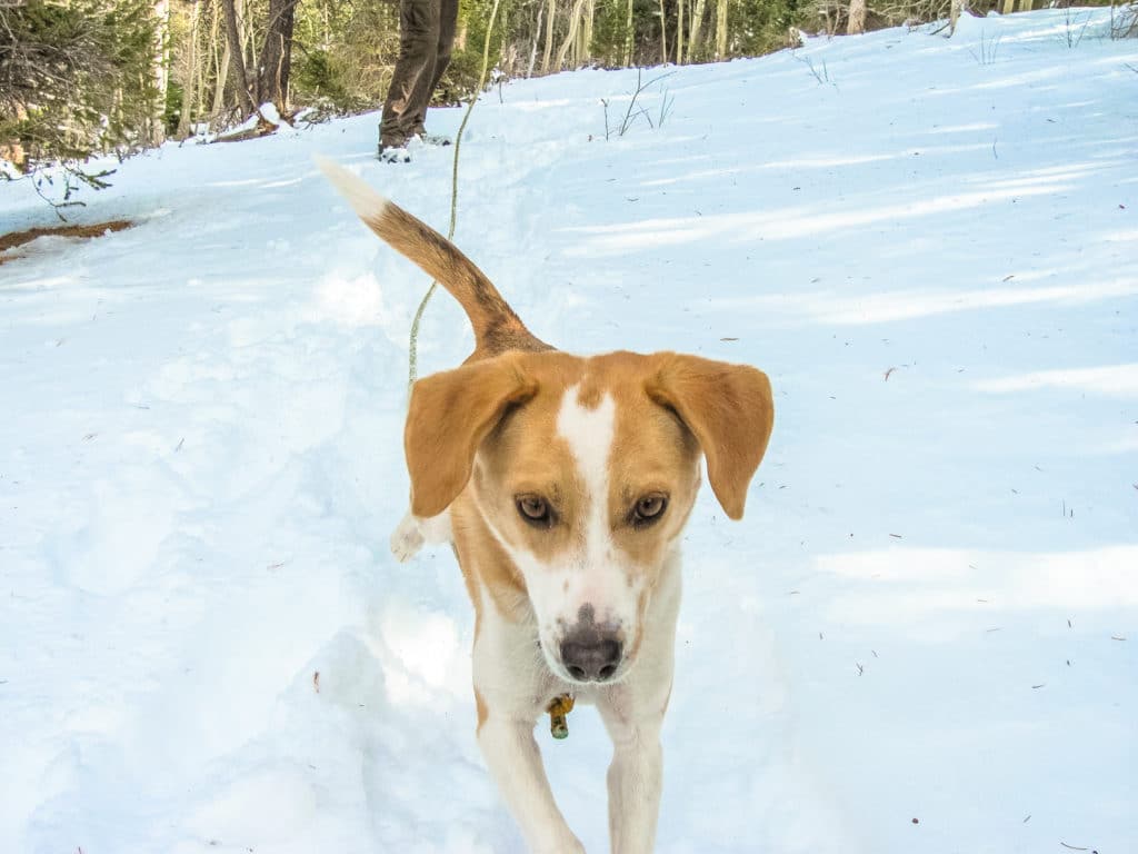 are dogs allowed at cheyenne mountain state park